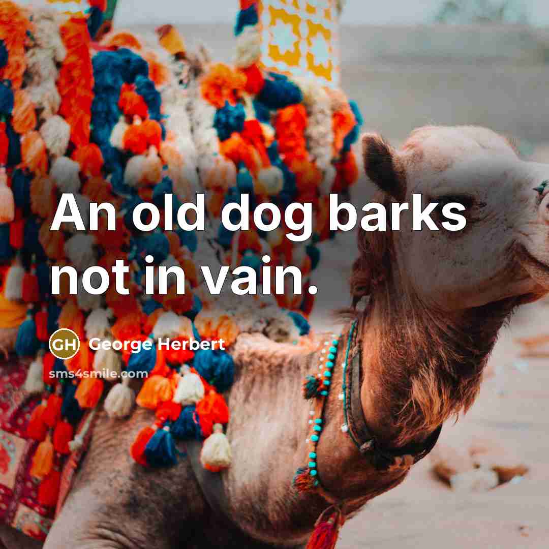 “An old dog barks not in vain.” quote by George Herbert