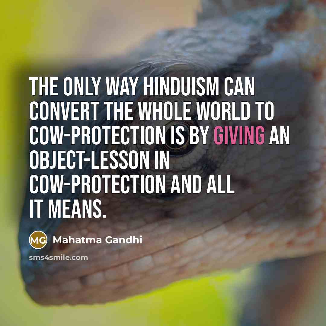 “The only way Hinduism can convert the whole world to cow-protection is by giving an object-lesson in cow-protection and all it means.” quote by Mahatma Gandhi