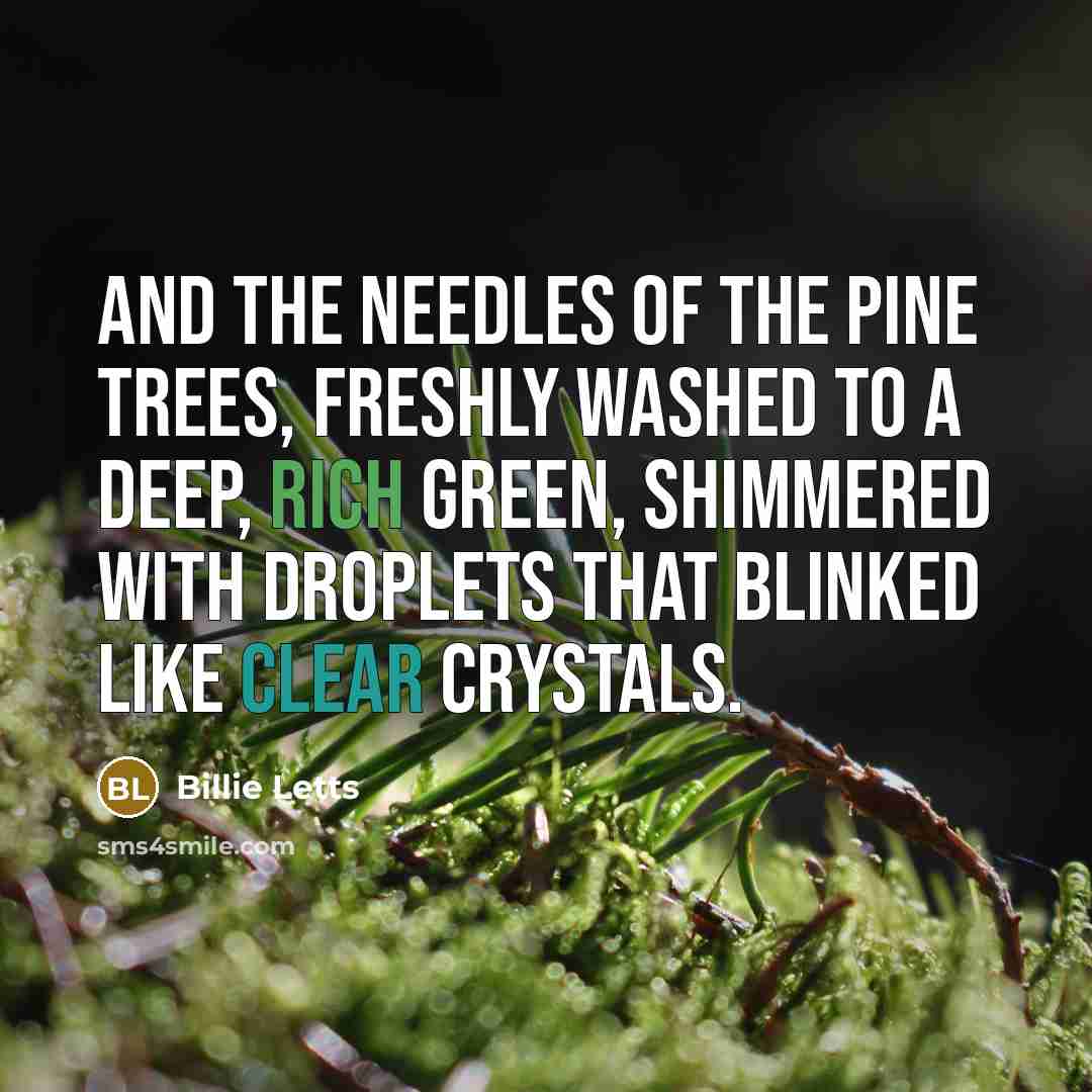 “And the needles of the pine trees, freshly washed to…” quote by Billie Letts