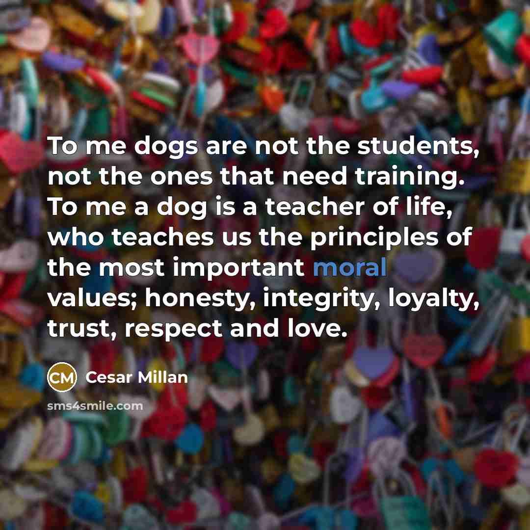 “To me dogs are not the students, not the ones…” quote by Cesar Millan