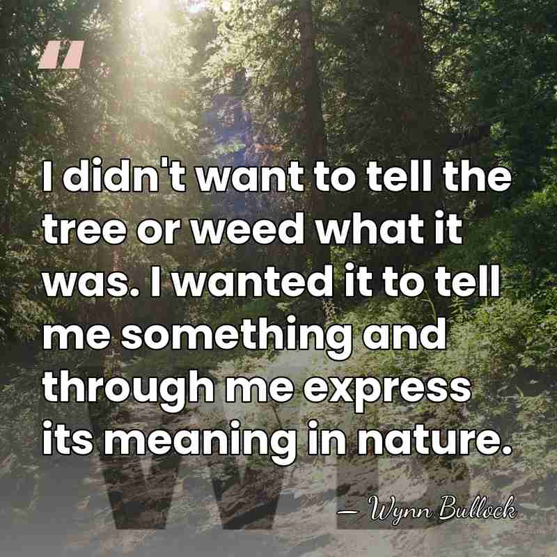 I didn't want to tell the tree or weed what it was.&hellip; - Wynn Bullock