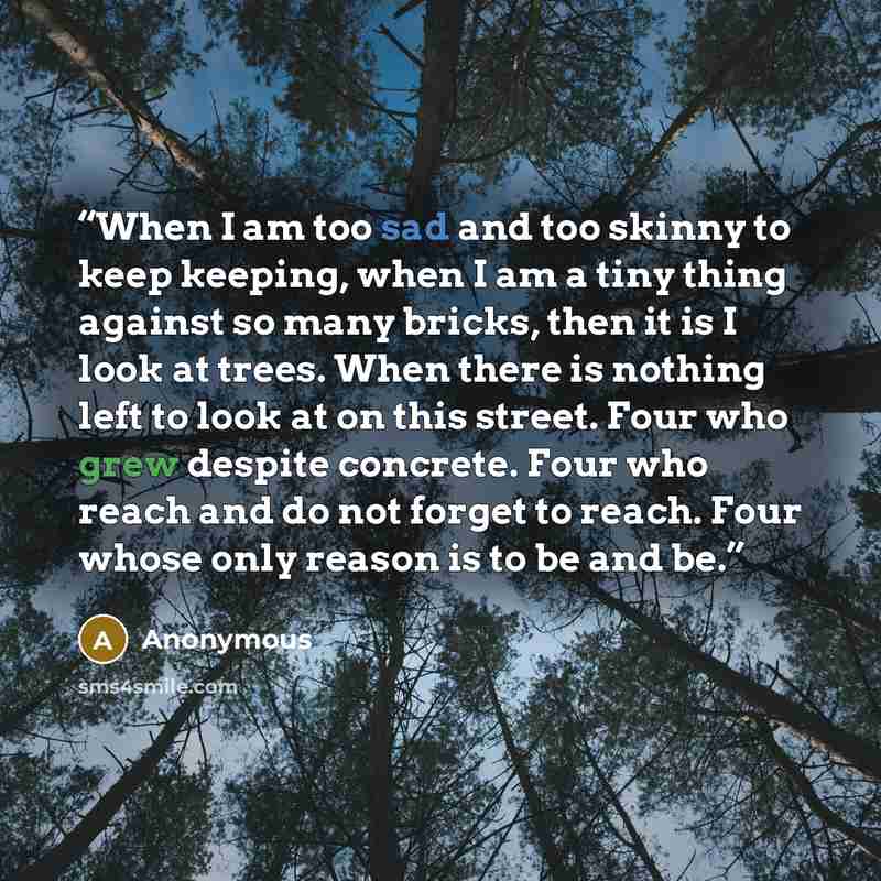 “When I am too sad and too skinny to keep keeping, when I am a tiny thing against so many bricks, then it is I look at trees. When there is nothing left to look at on this street. Four who grew despite concrete. Four who reach and do not forget to reach. Four whose only reason is to be and be.” quote by Anonymous