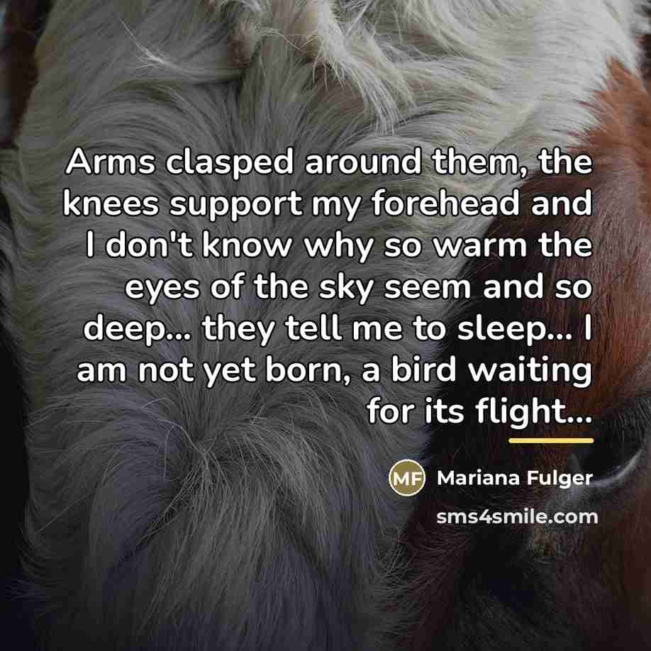 “Arms clasped around them, the knees support my forehead and…” quote by Mariana Fulger