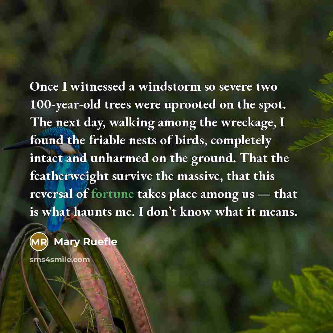 “Once I witnessed a windstorm so severe two 100-year-old trees…” quote by Mary Ruefle