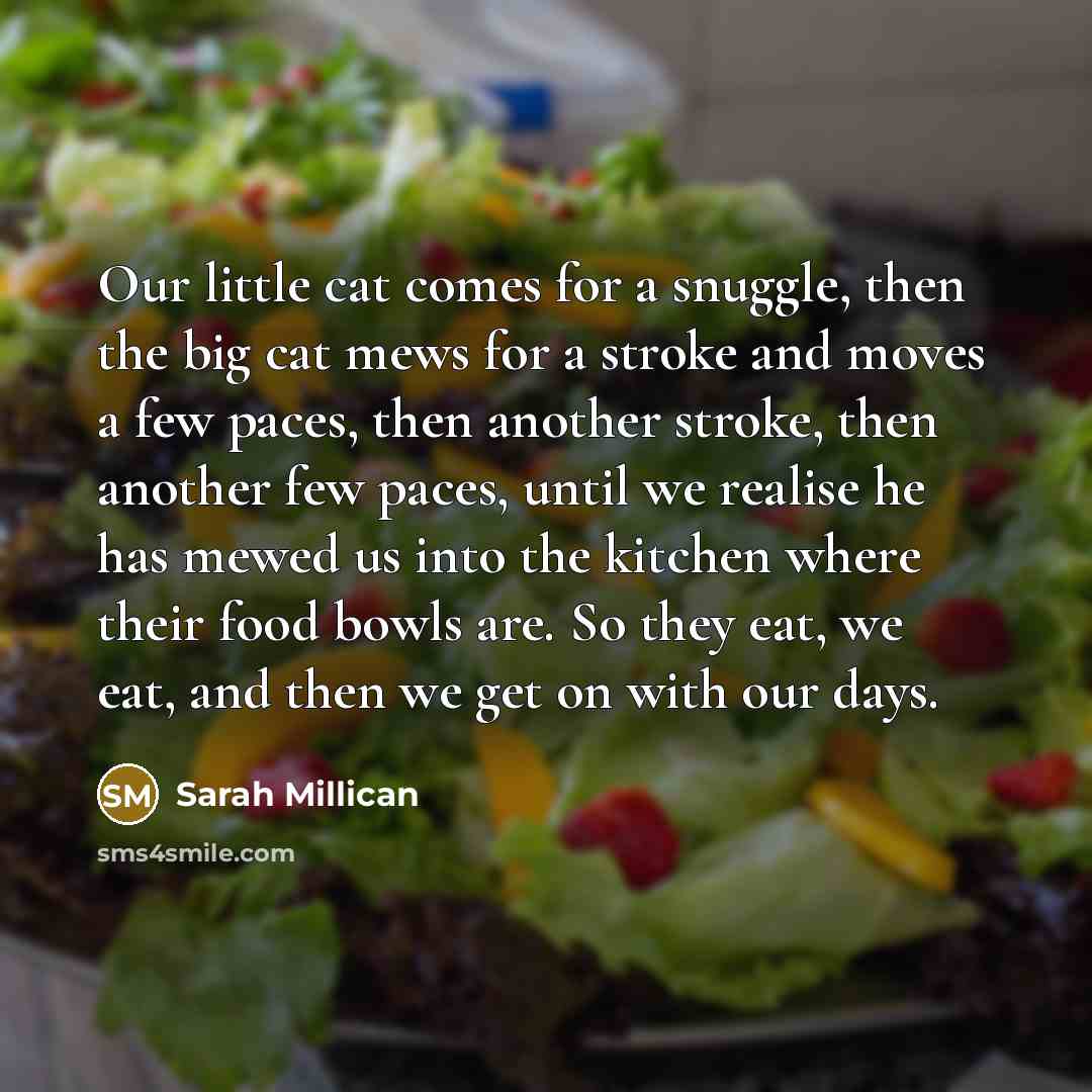 “Our little cat comes for a snuggle, then the big…” quote by Sarah Millican