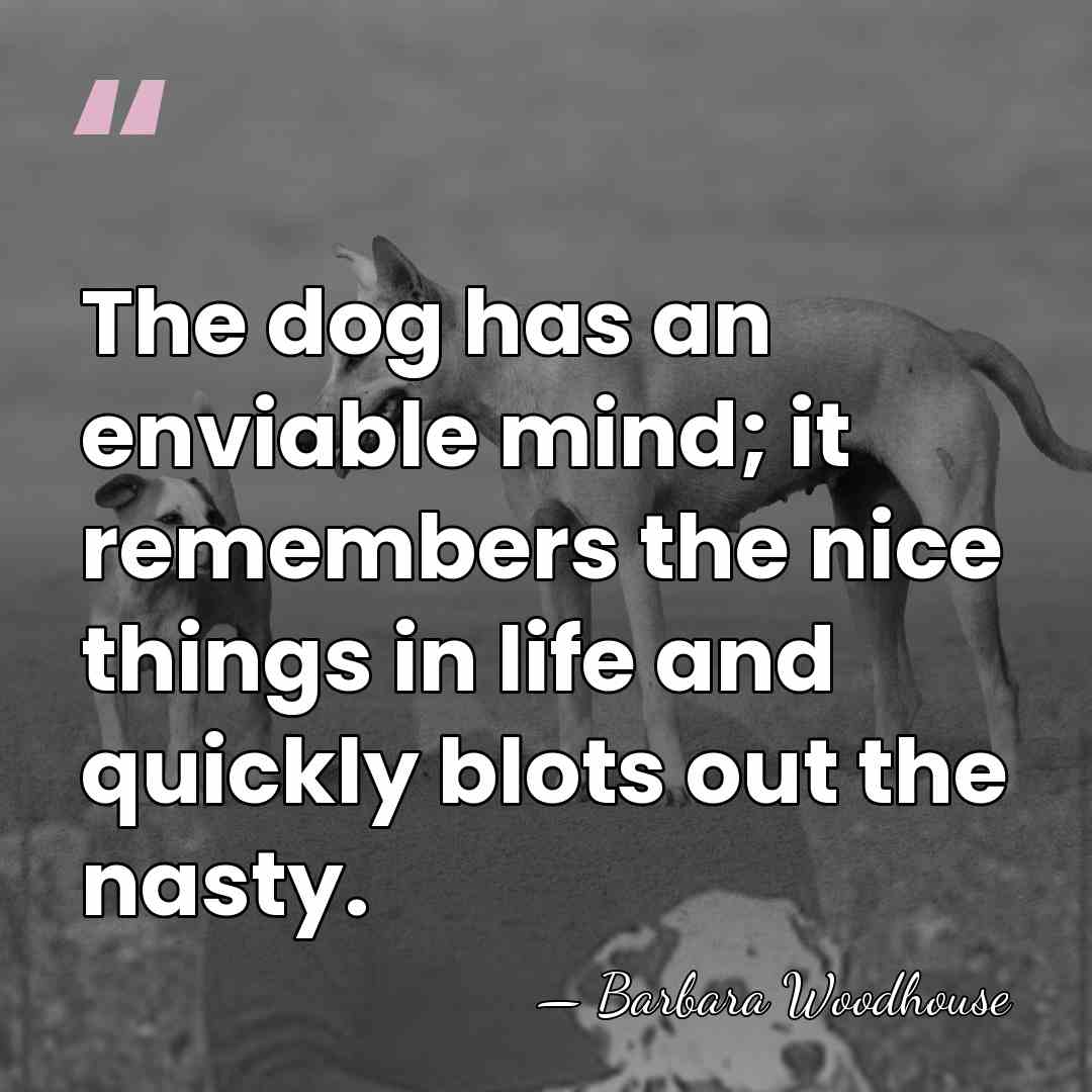 The dog has an enviable mind; it remembers the nice things in&hellip; - Barbara Woodhouse