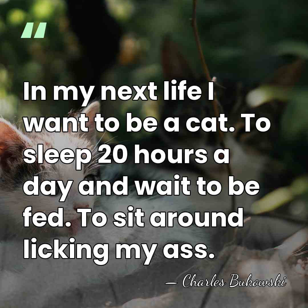 In my next life I want to be a cat. To sleep&hellip; - Charles Bukowski