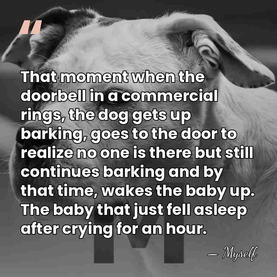 That moment when the doorbell in a commercial rings, the dog gets&hellip; - Myself