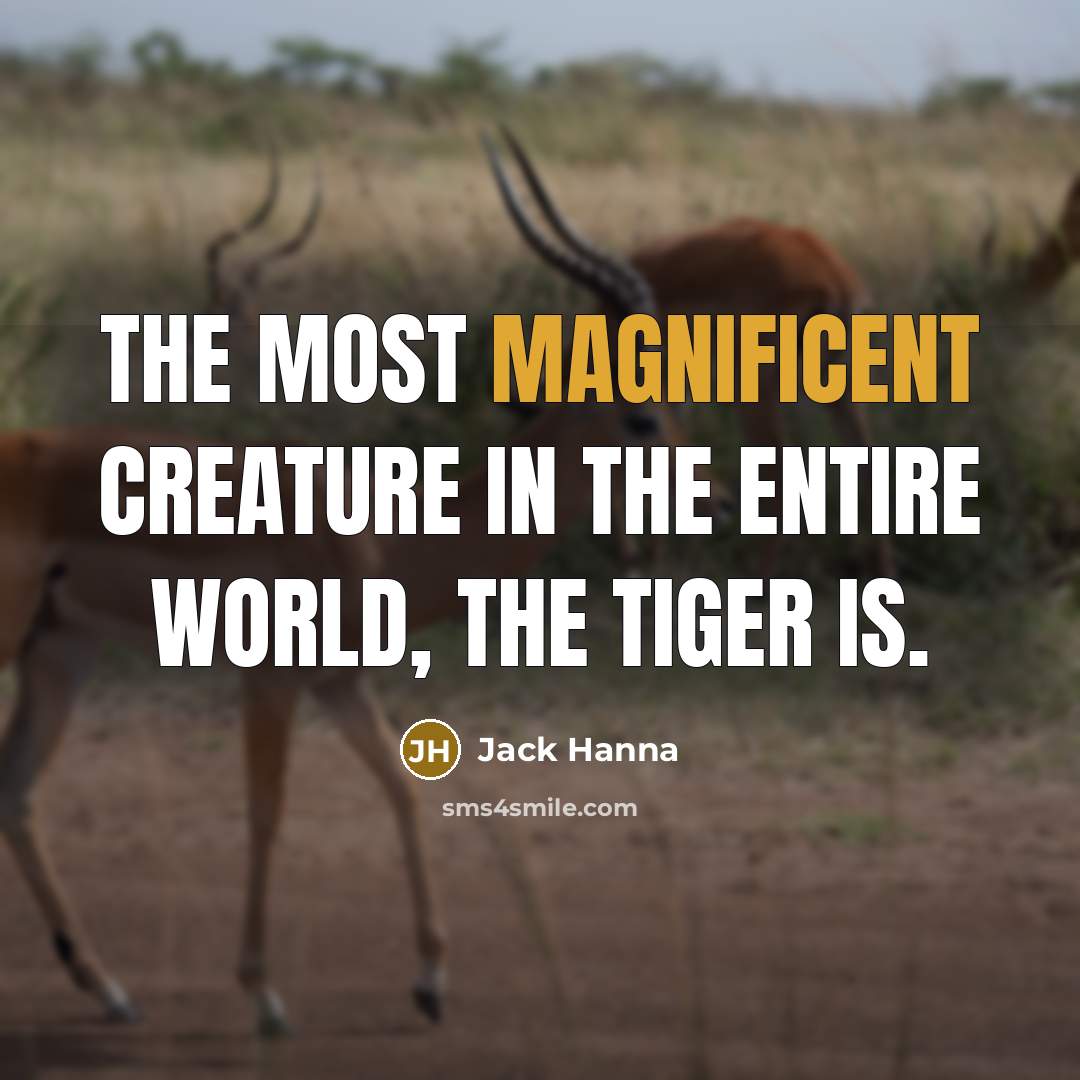“The most magnificent creature in the entire world, the tiger…” quote by Jack Hanna