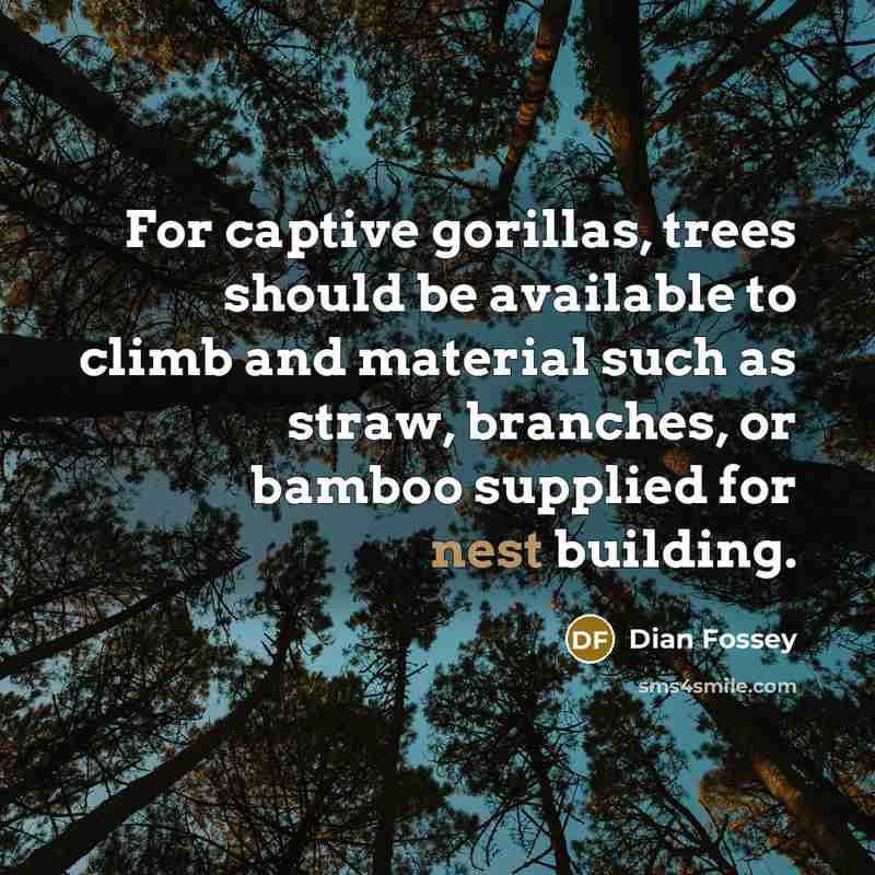 “For captive gorillas, trees should be available to climb and…” quote by Dian Fossey