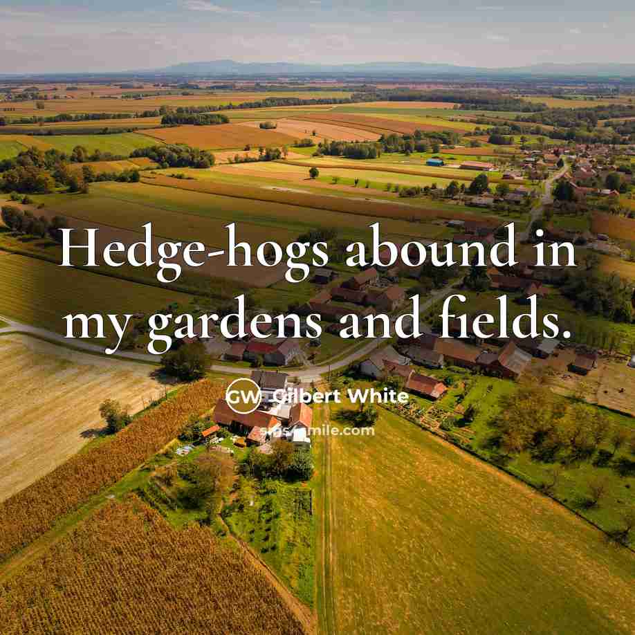 “Hedge-hogs abound in my gardens and fields.…” quote by Gilbert White