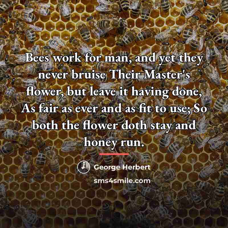 “Bees work for man, and yet they never bruise Their…” quote by George Herbert