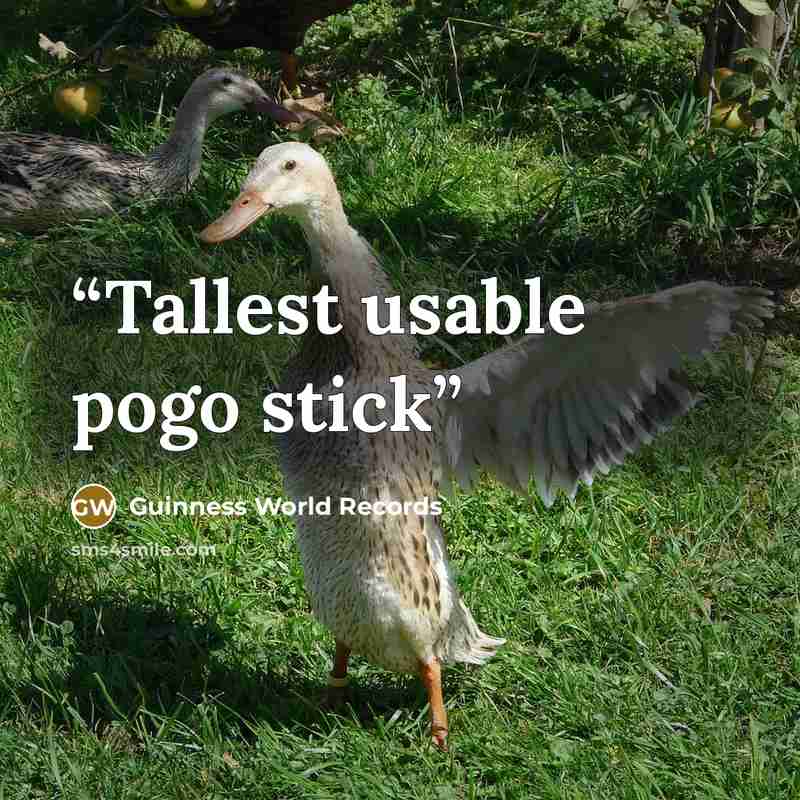 “Tallest usable pogo stick” quote by Guinness World Records