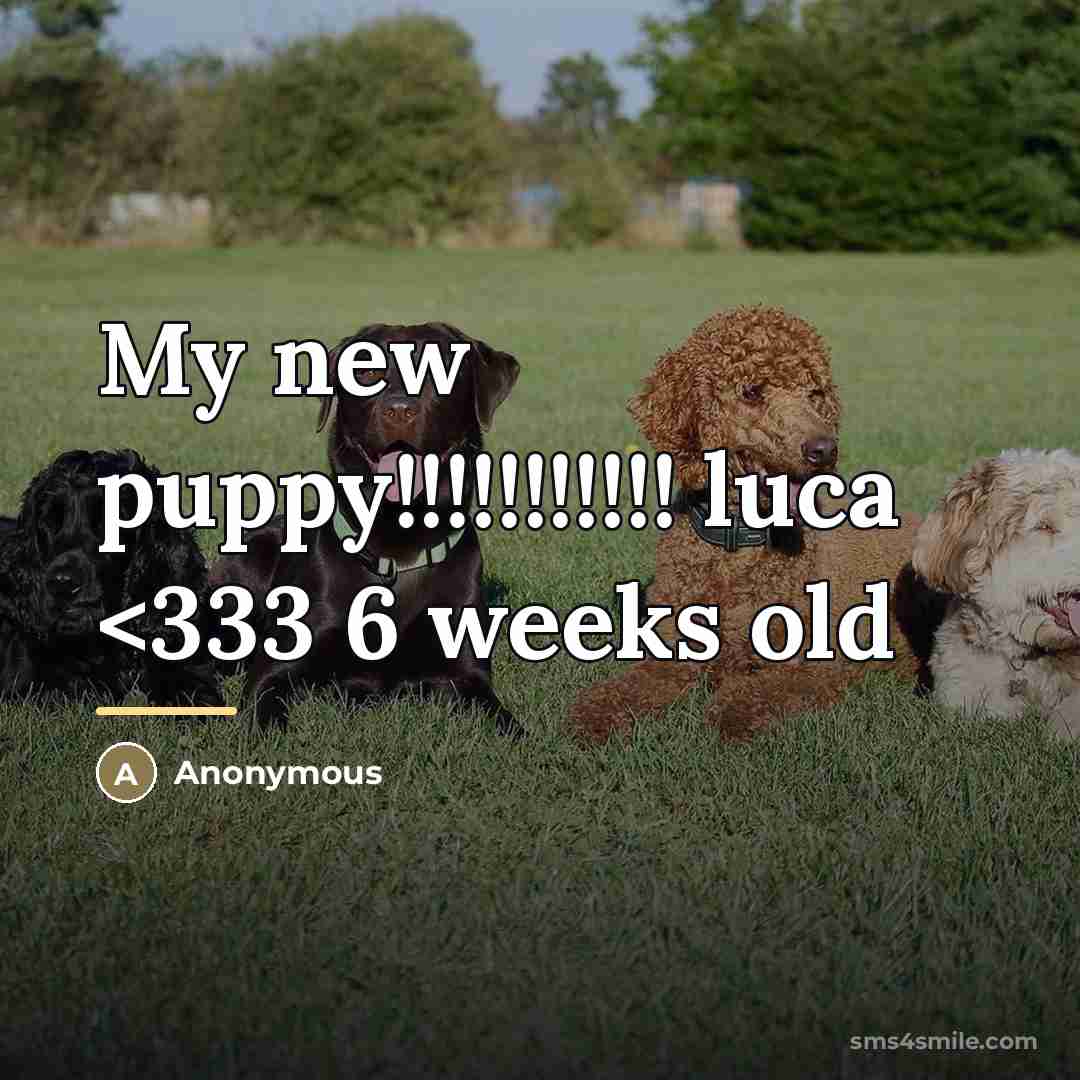 “My new puppy!!!!!!!!!!! luca…” quote by Anonymous