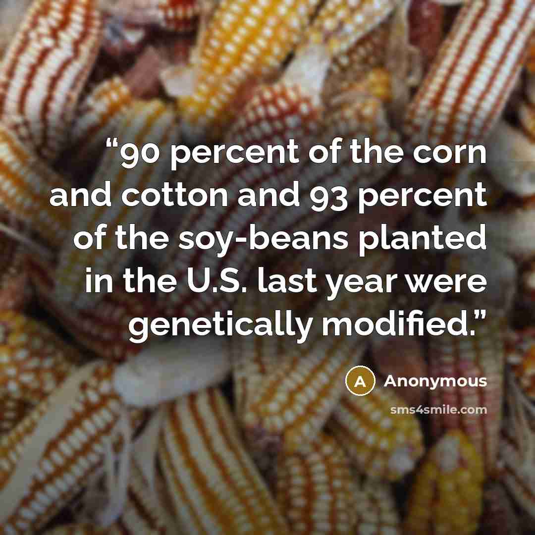 “90 percent of the corn and cotton and 93 percent of the soy-beans planted in the U.S. last year were genetically modified.” quote by Anonymous