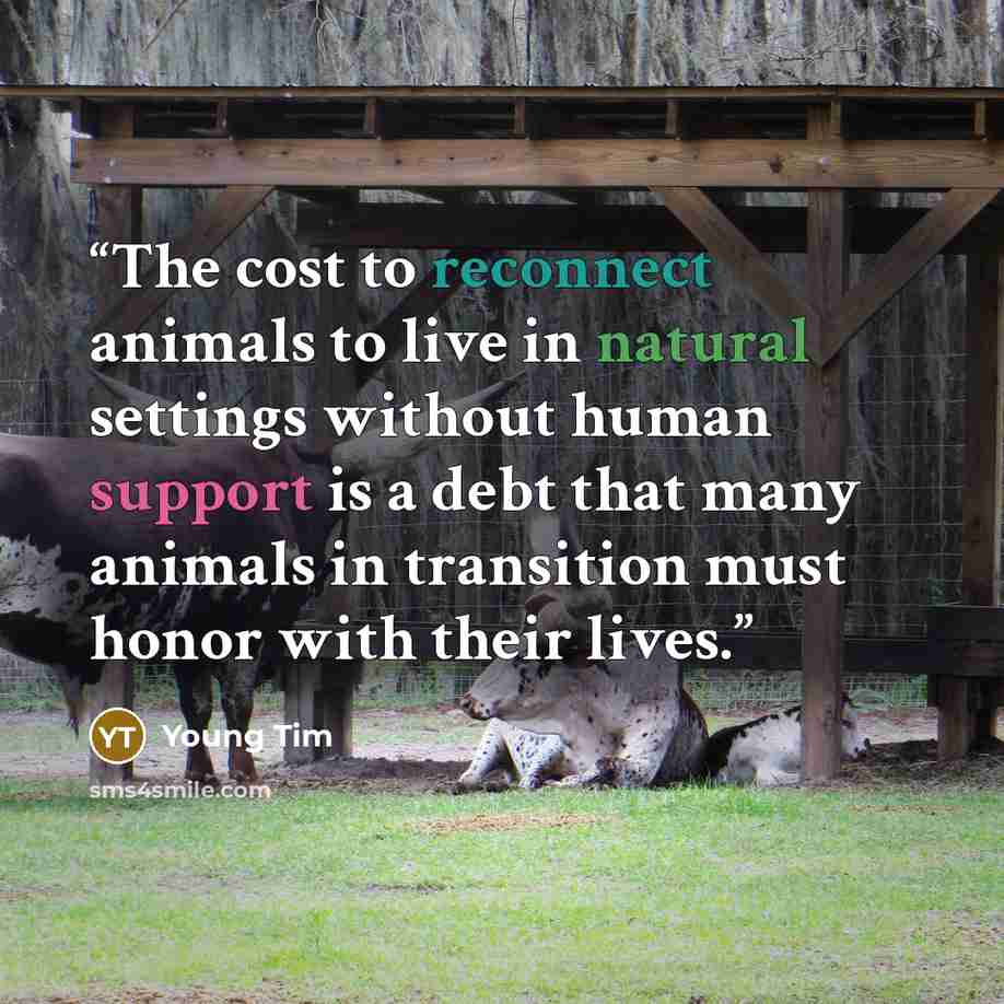 “The cost to reconnect animals to live in natural settings without human support is a debt that many animals in transition must honor with their lives.” quote by Young Tim