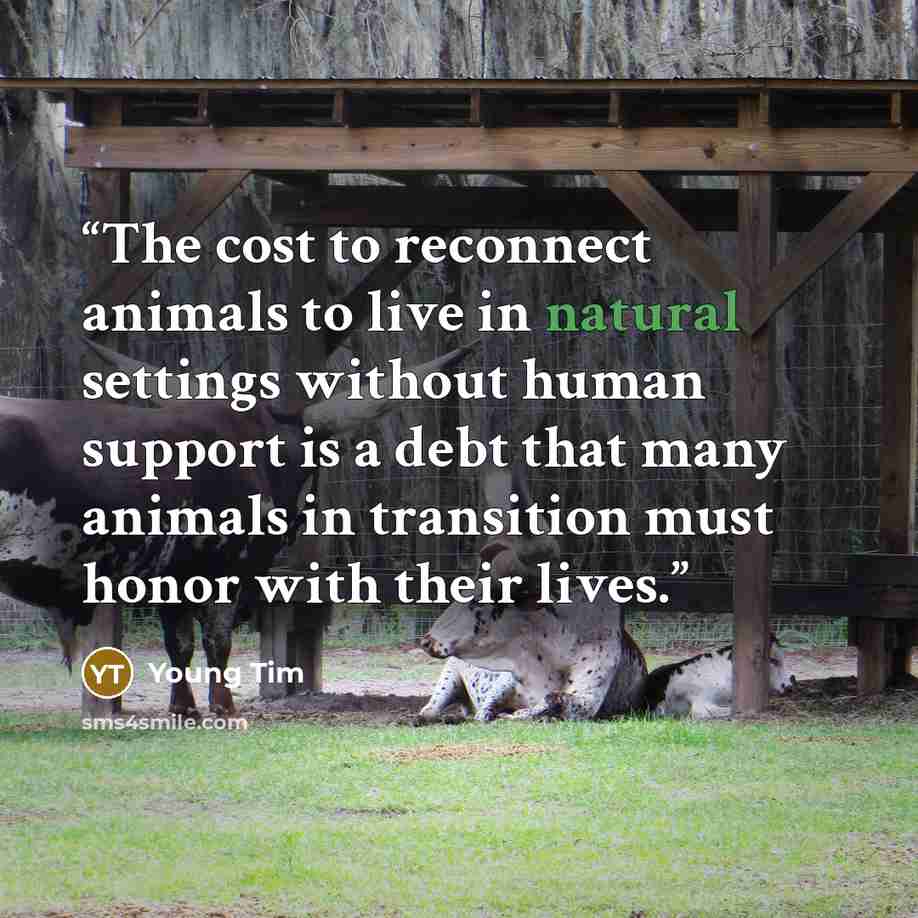 “The cost to reconnect animals to live in natural settings without human support is a debt that many animals in transition must honor with their lives.” quote by Young Tim