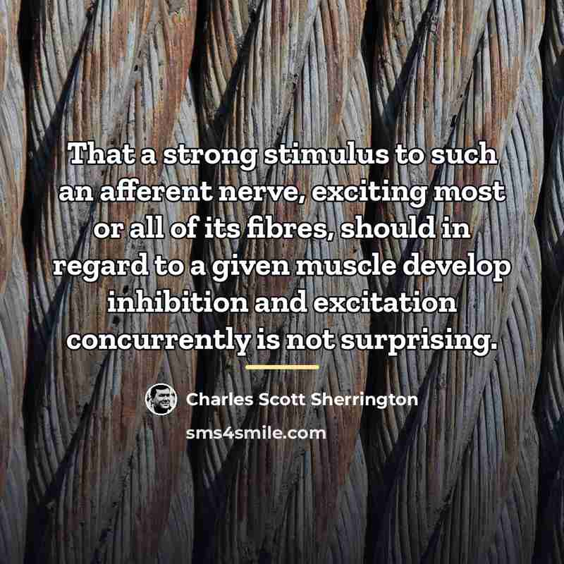 “That a strong stimulus to such an afferent nerve, exciting…” quote by Charles Scott Sherrington