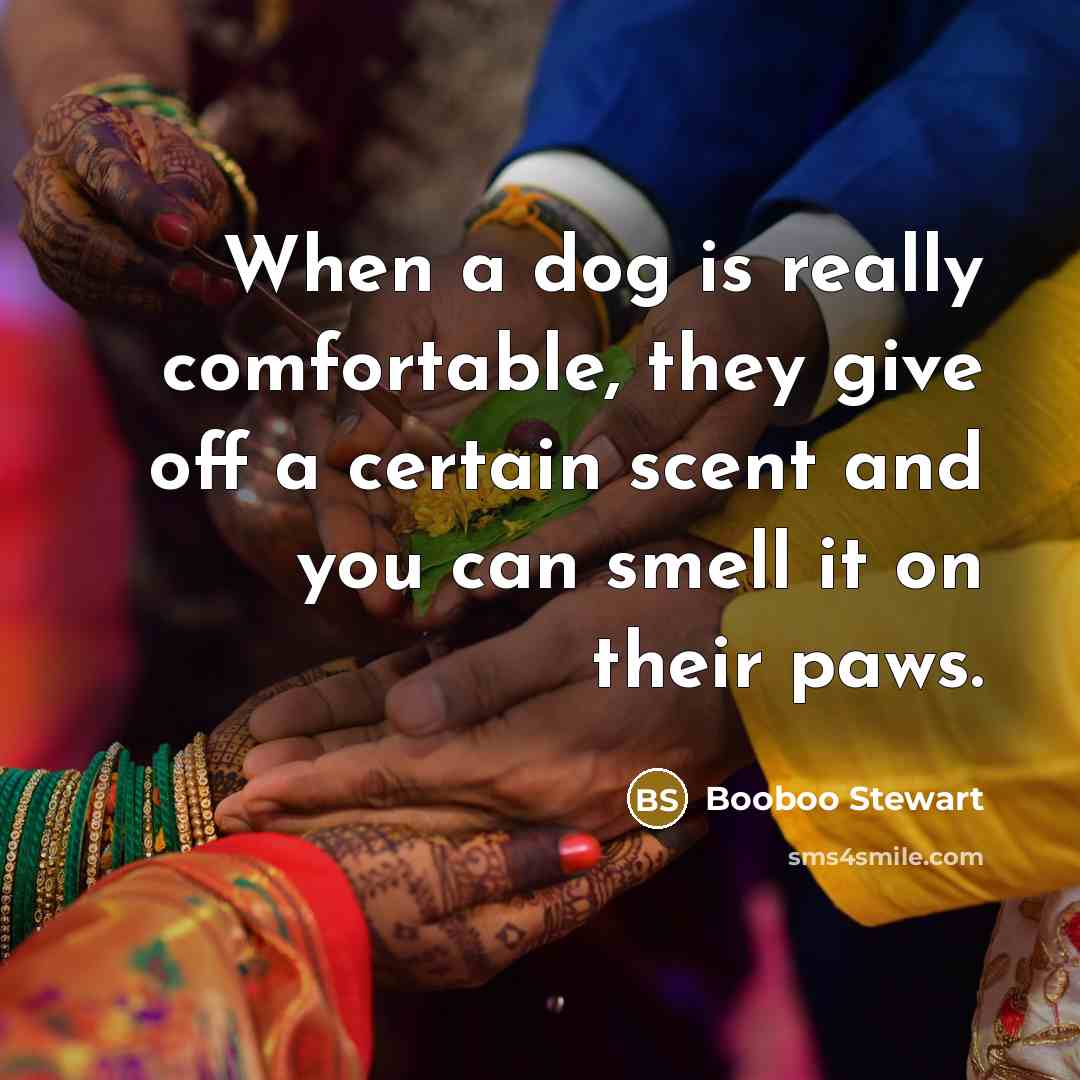 “When a dog is really comfortable, they give off a certain scent and you can smell it on their paws.” quote by Booboo Stewart