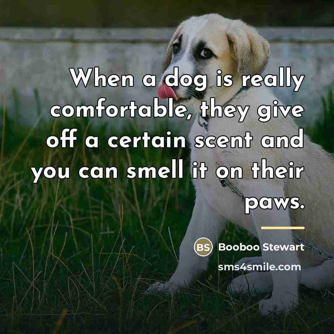 “When a dog is really comfortable, they give off a…” quote by Booboo Stewart