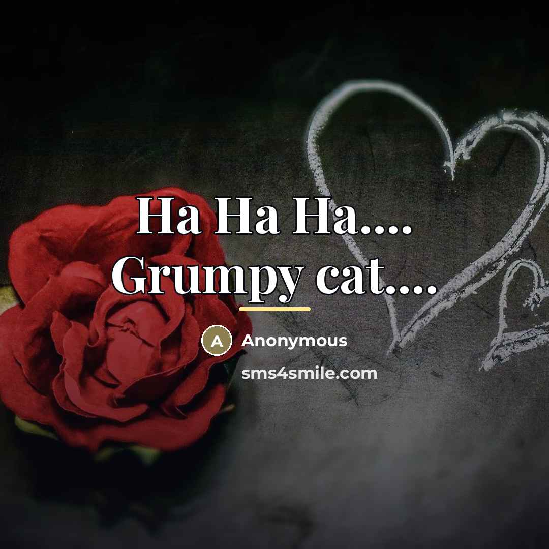 “Ha Ha Ha.... Grumpy cat....…” quote by Anonymous