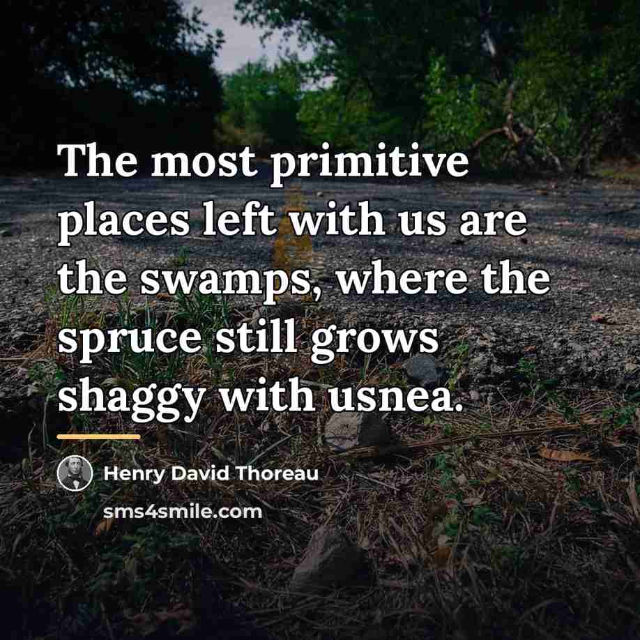 “The most primitive places left with us are the swamps,…” quote by Henry David Thoreau