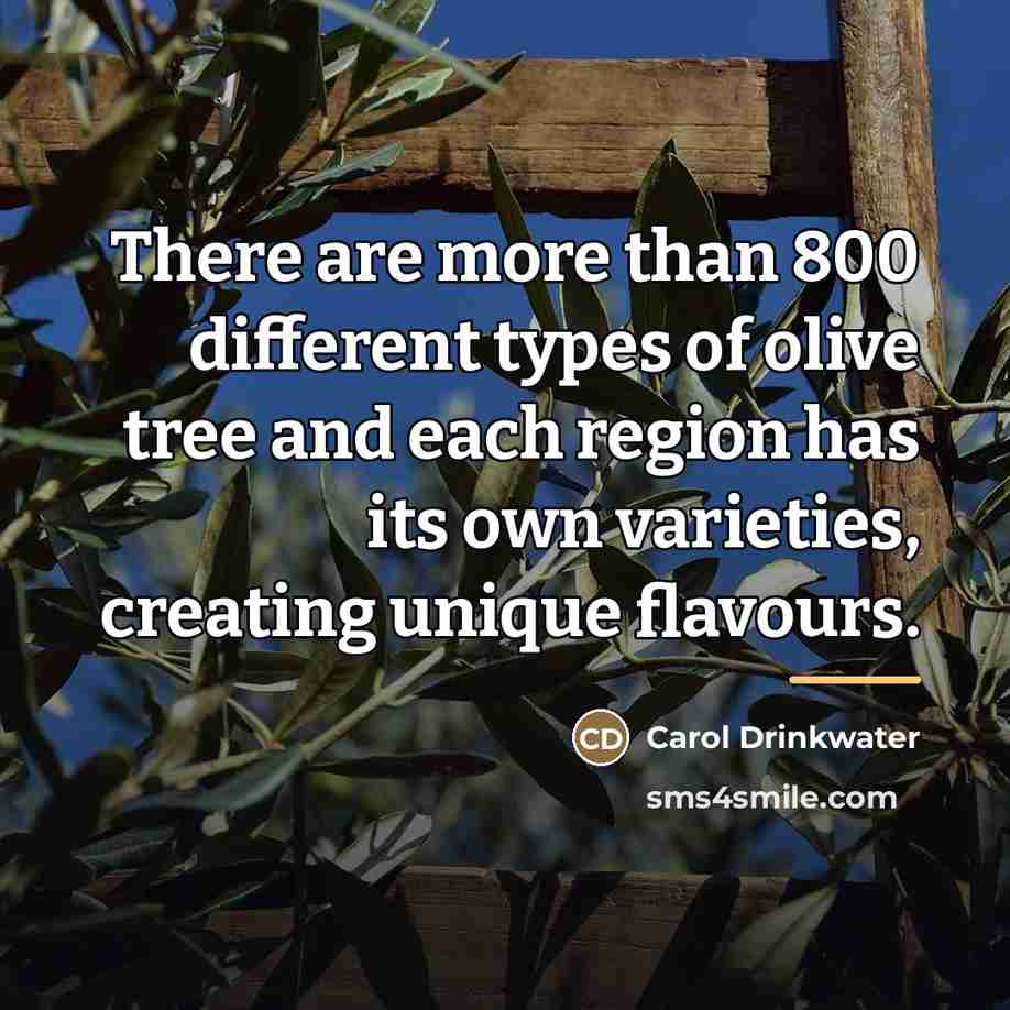 “There are more than 800 different types of olive tree…” quote by Carol Drinkwater