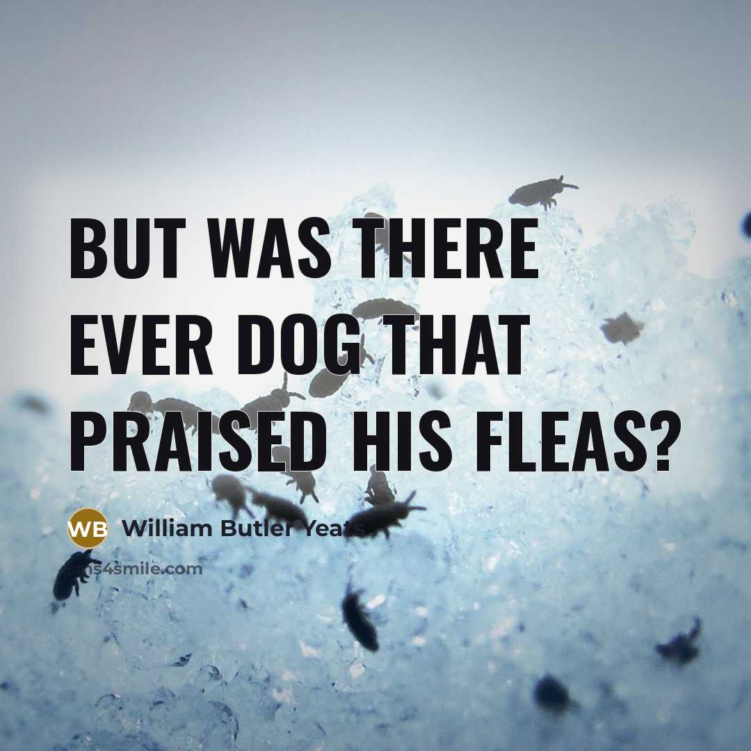 “But was there ever dog that praised his fleas?…” quote by William Butler Yeats