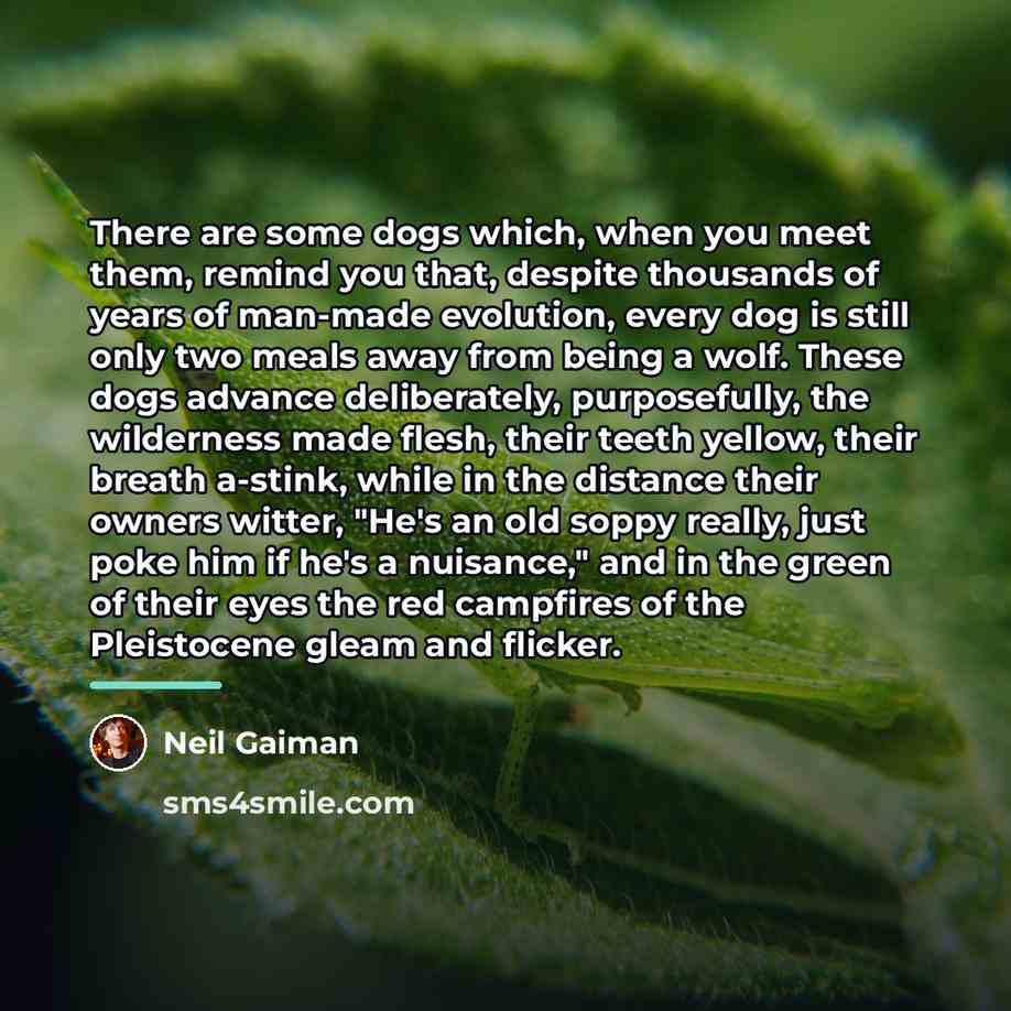 “There are some dogs which, when you meet them, remind…” quote by Neil Gaiman