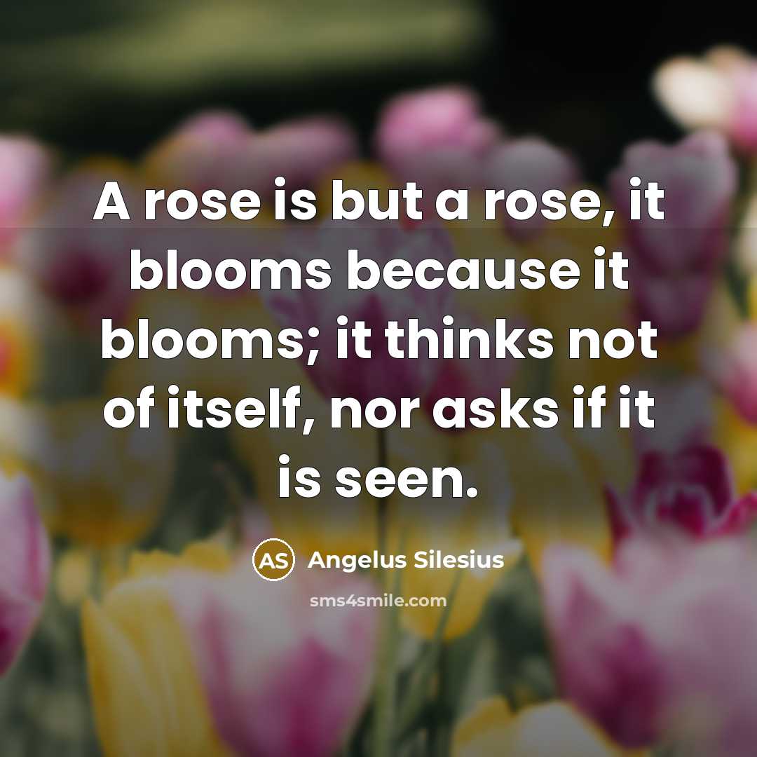 “A rose is but a rose, it blooms because it…” quote by Angelus Silesius