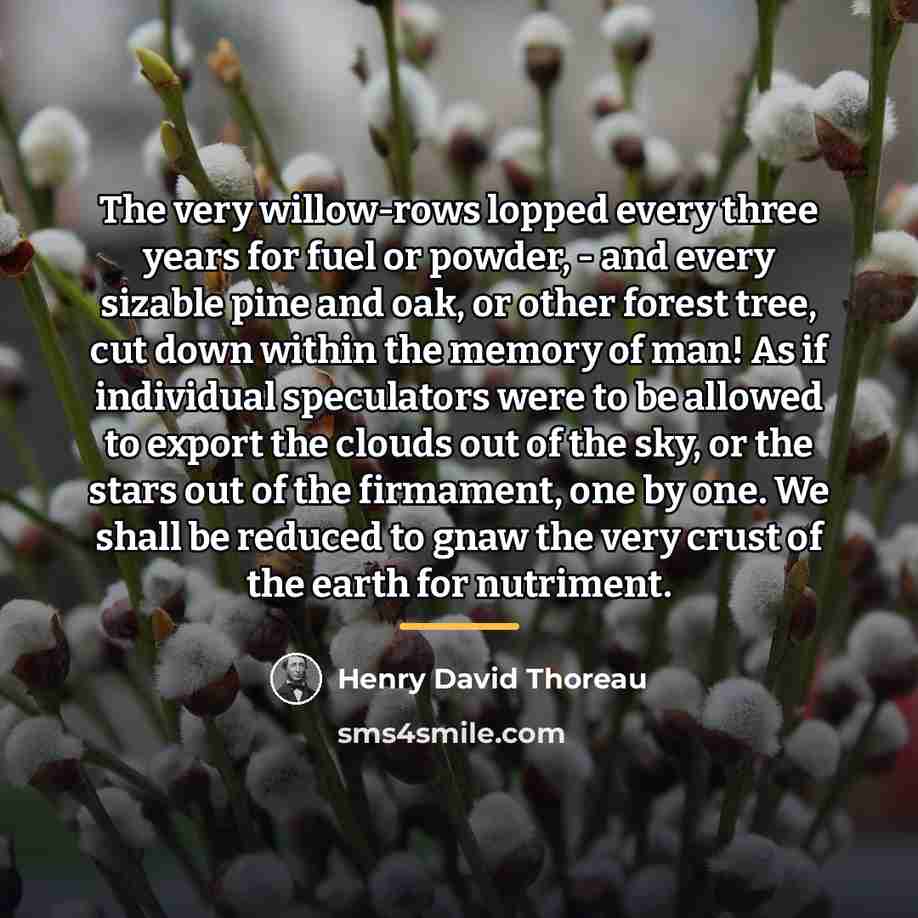“The very willow-rows lopped every three years for fuel or…” quote by Henry David Thoreau