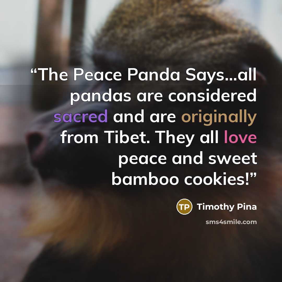 “The Peace Panda Says...all pandas are considered sacred and are originally from Tibet. They all love peace and sweet bamboo cookies!” quote by Timothy Pina