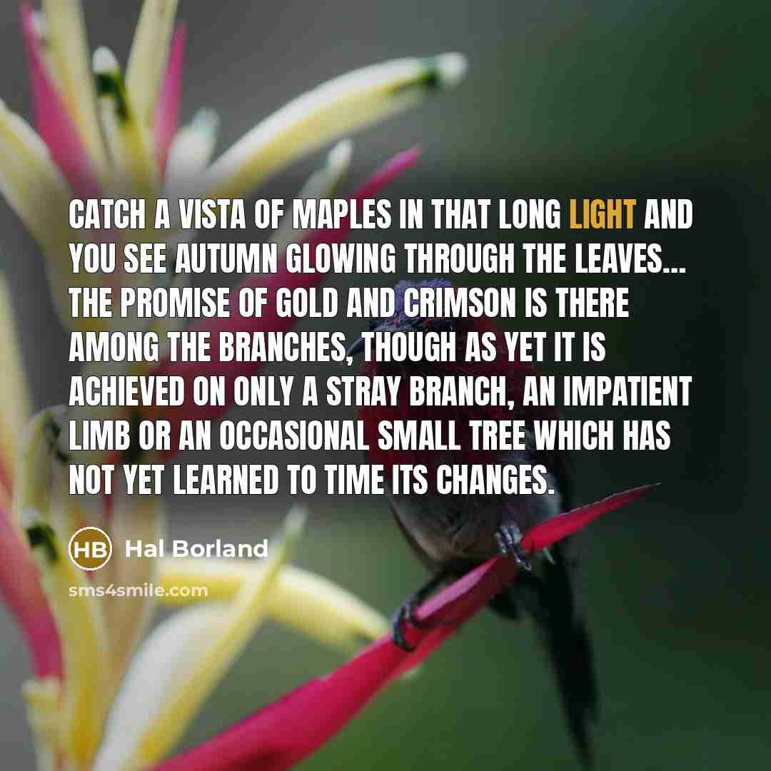 “Catch a vista of maples in that long light and…” quote by Hal Borland