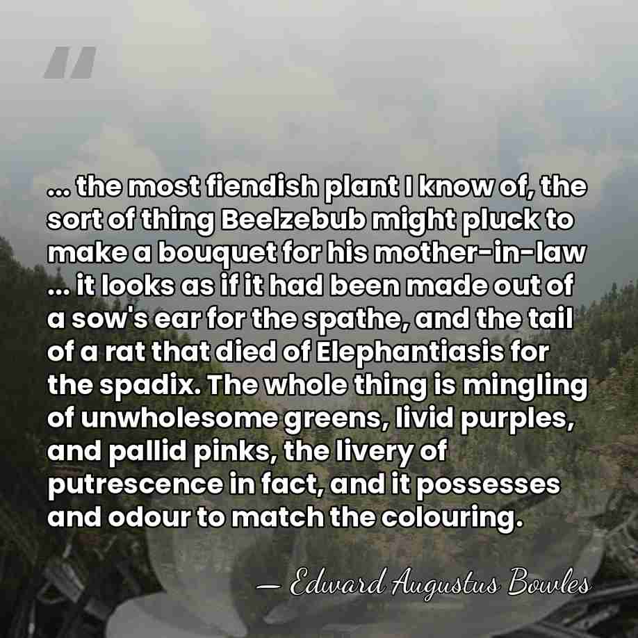 ... the most fiendish plant I know of, the sort of thing&hellip; - Edward Augustus Bowles