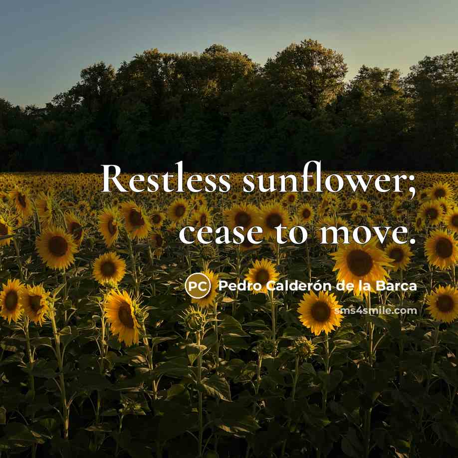 “Restless sunflower; cease to move.…” quote by Pedro Calderon de la Barca