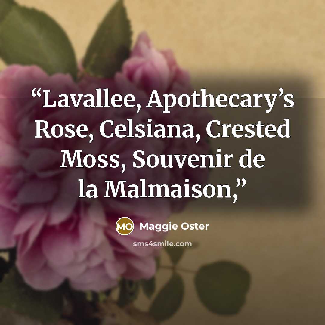 “Lavallee, Apothecary’s Rose, Celsiana, Crested Moss, Souvenir de la Malmaison,” quote by Maggie Oster