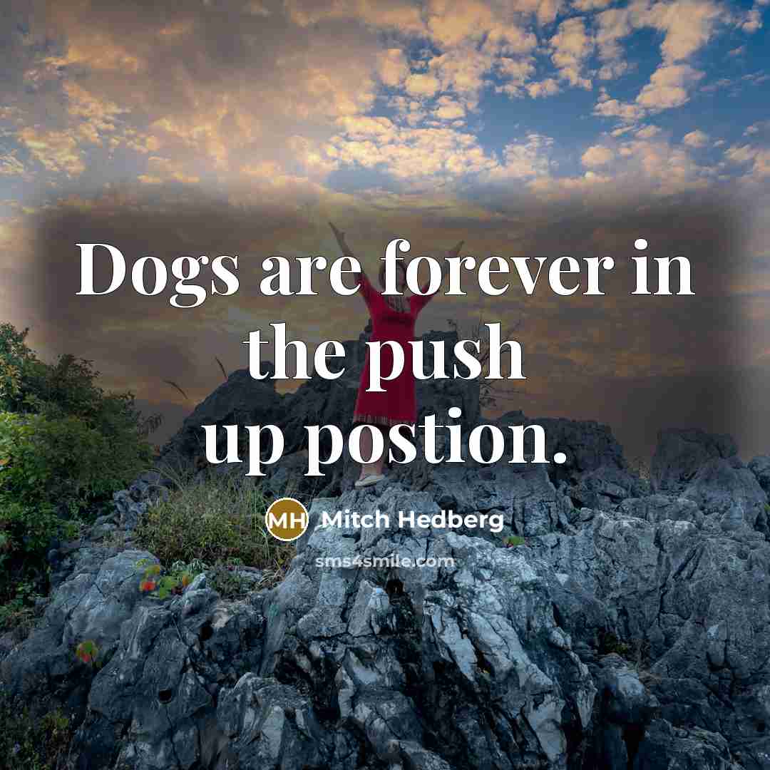 “Dogs are forever in the push up postion.…” quote by Mitch Hedberg