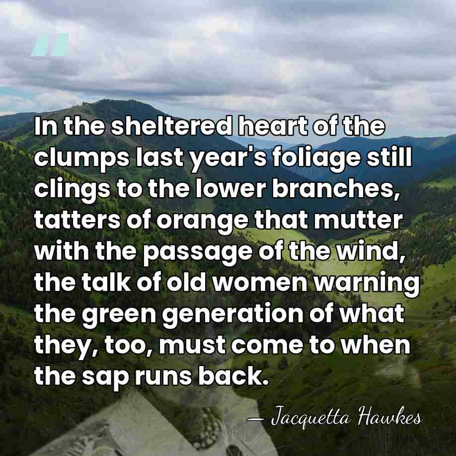 In the sheltered heart of the clumps last year's foliage still clings&hellip; - Jacquetta Hawkes