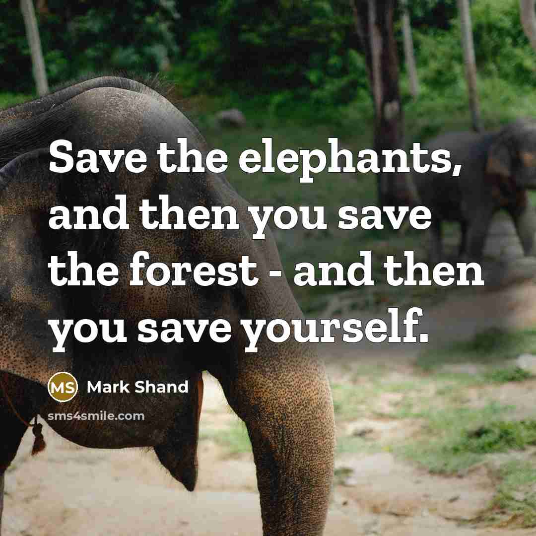“Save the elephants, and then you save the forest -…” quote by Mark Shand