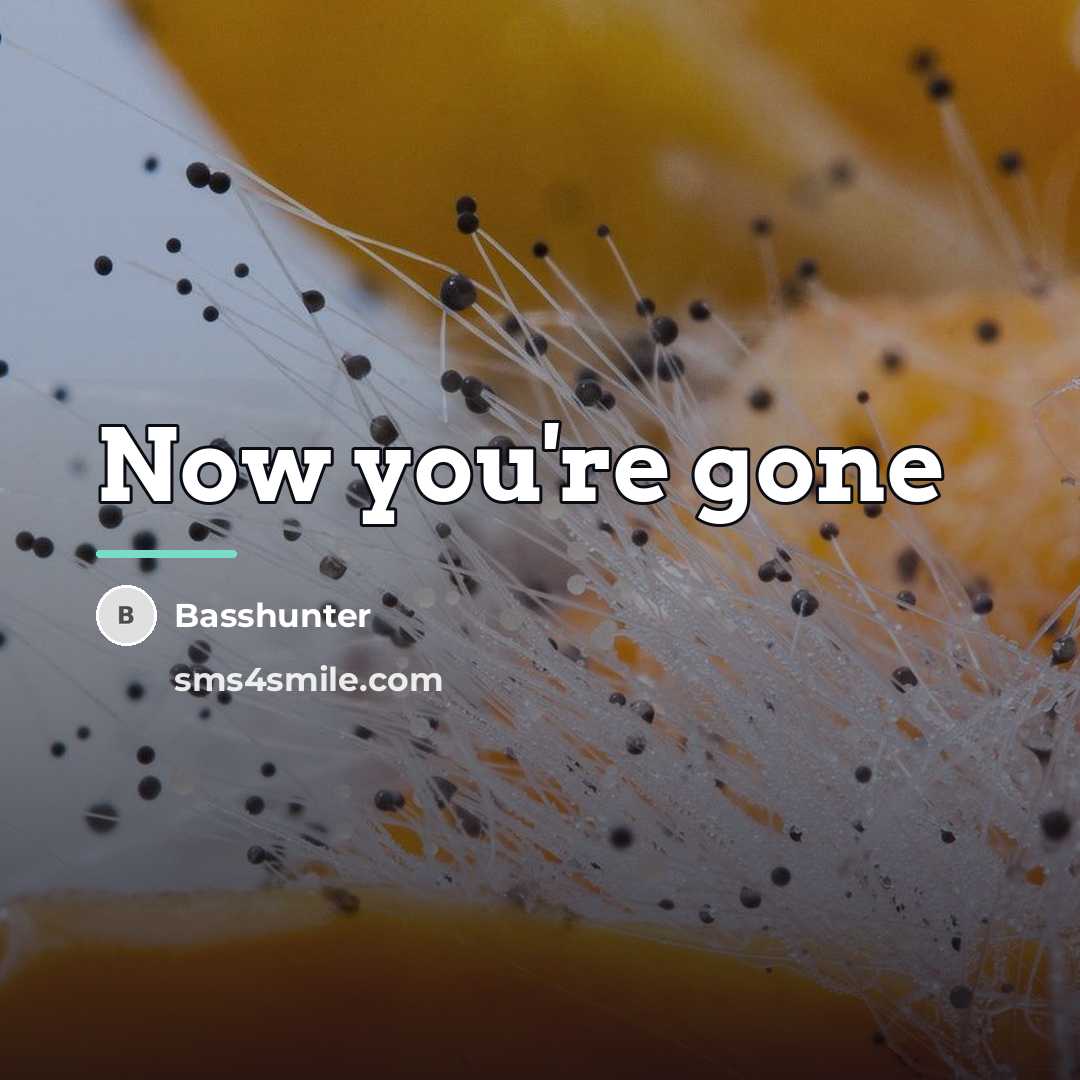 “Now you're gone…” quote by Basshunter