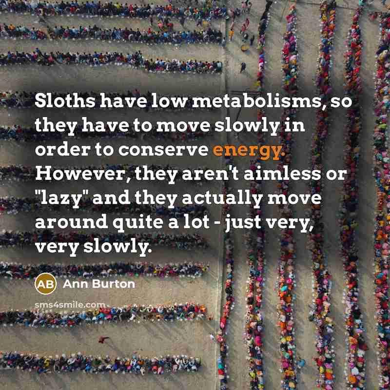 “Sloths have low metabolisms, so they have to move slowly…” quote by Ann Burton