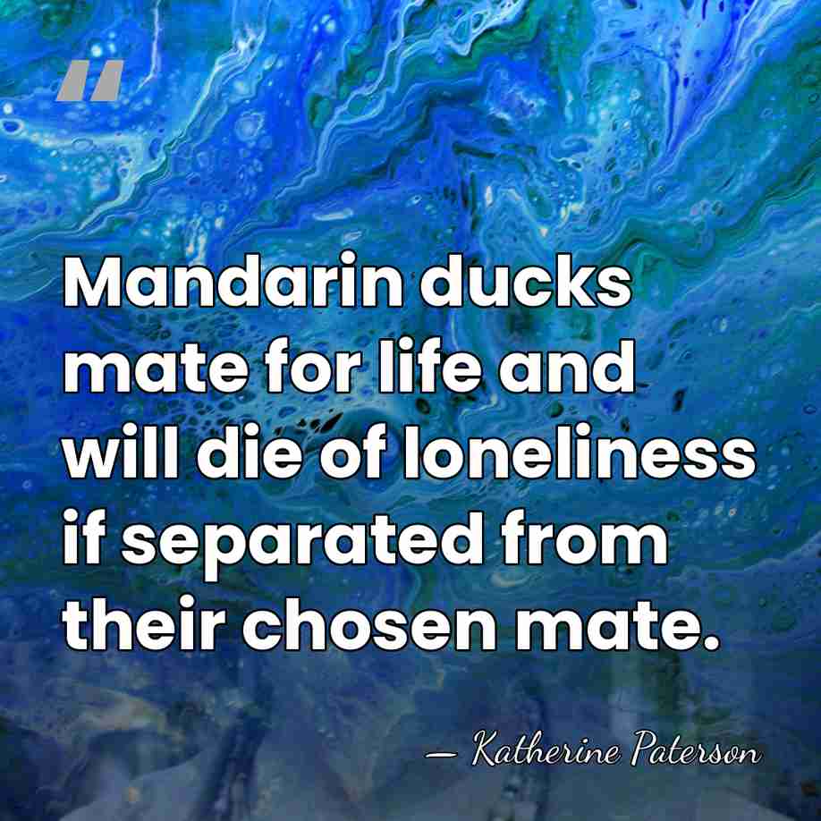 Mandarin ducks mate for life and will die of loneliness if separated&hellip; - Katherine Paterson