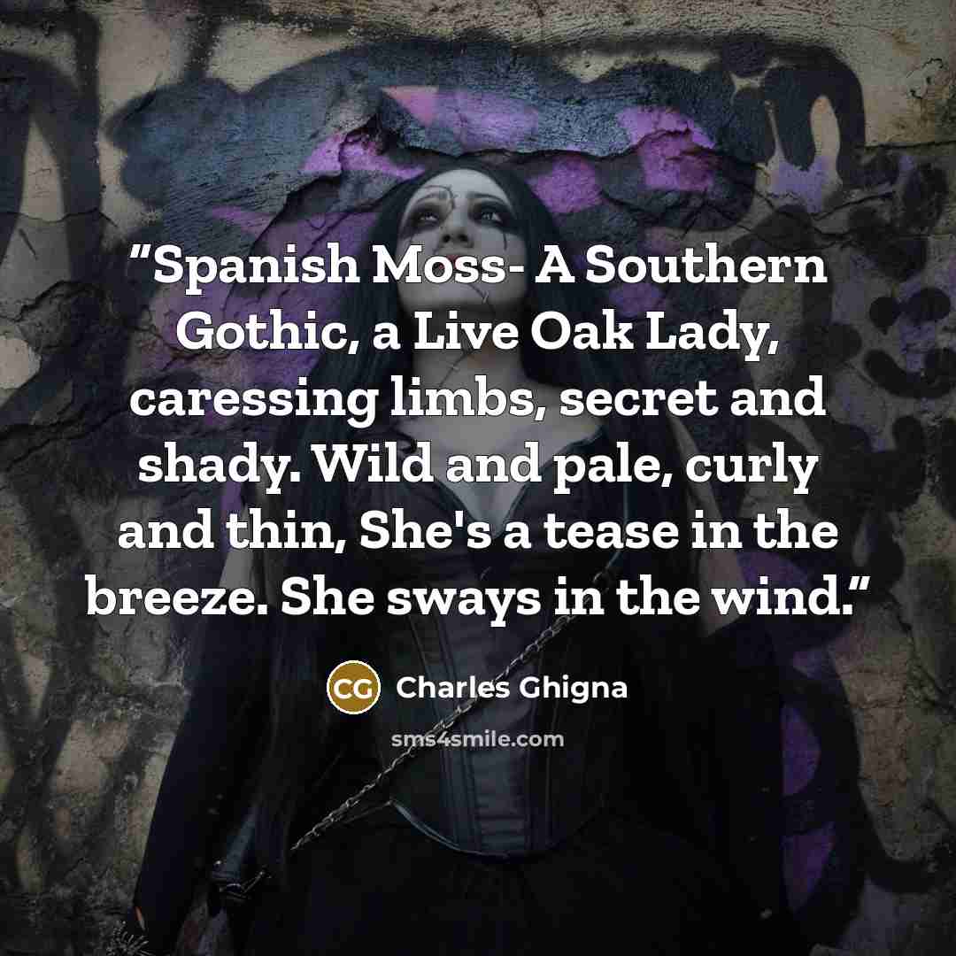 “Spanish Moss- A Southern Gothic, a Live Oak Lady, caressing limbs, secret and shady. Wild and pale, curly and thin, She's a tease in the breeze. She sways in the wind.” quote by Charles Ghigna