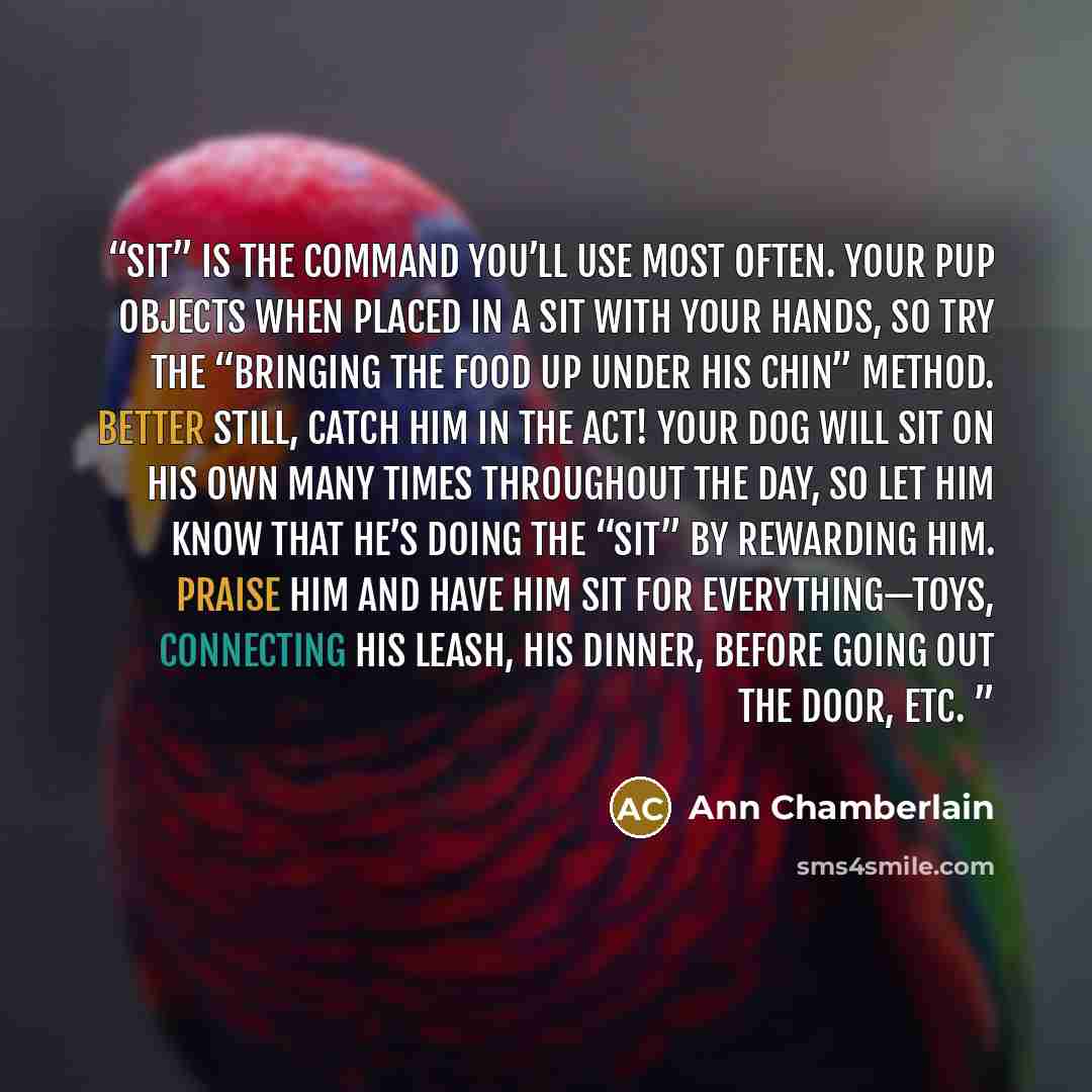 “Sit” is the command you’ll use most often. Your pup objects when placed in a sit with your hands, so try the “bringing the food up under his chin” method. Better still, catch him in the act! Your dog will sit on his own many times throughout the day, so let him know that he’s doing the “Sit” by…” quote by Ann Chamberlain