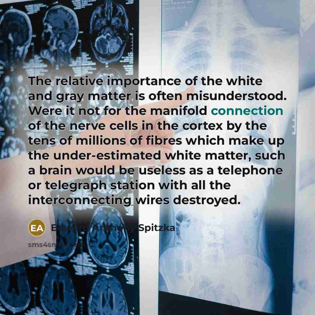 “The relative importance of the white and gray matter is…” quote by Edward Anthony Spitzka