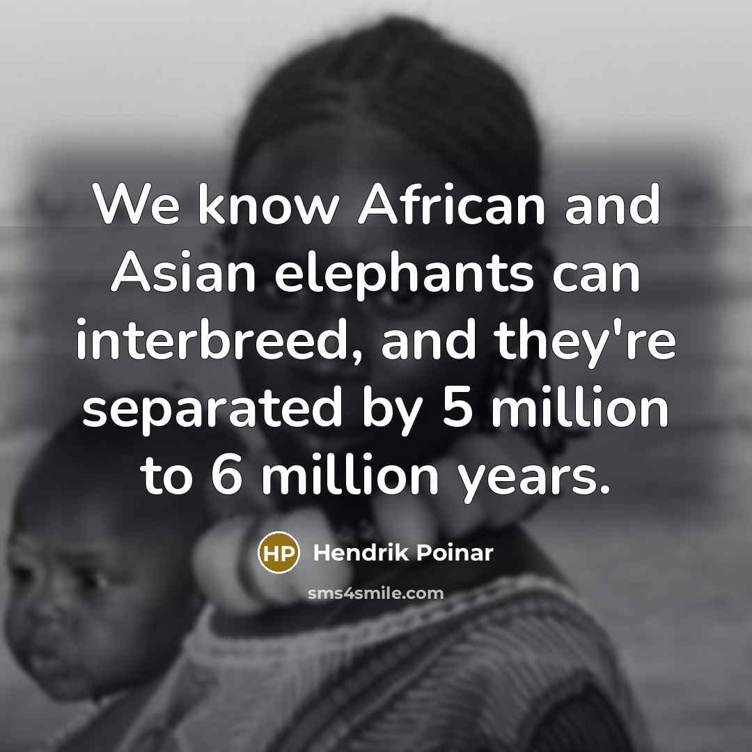 “We know African and Asian elephants can interbreed, and they're…” quote by Hendrik Poinar