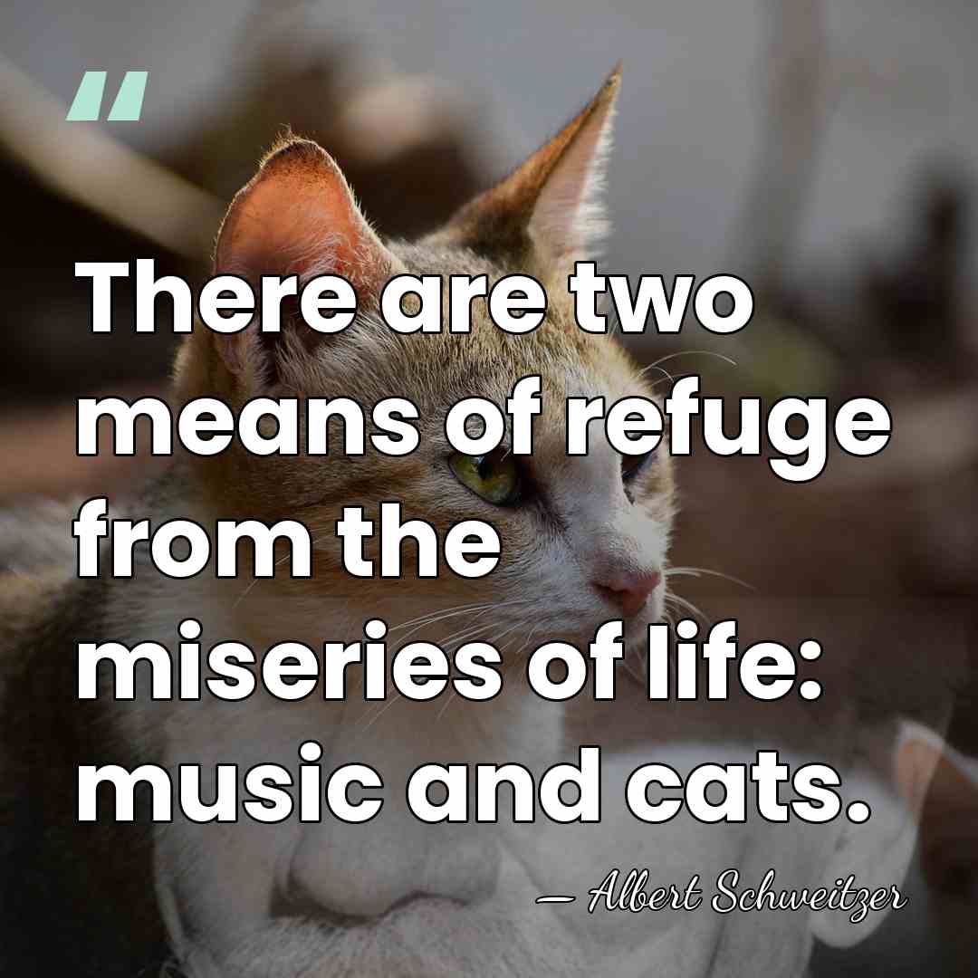 There are two means of refuge from the miseries of life: music&hellip; - Albert Schweitzer