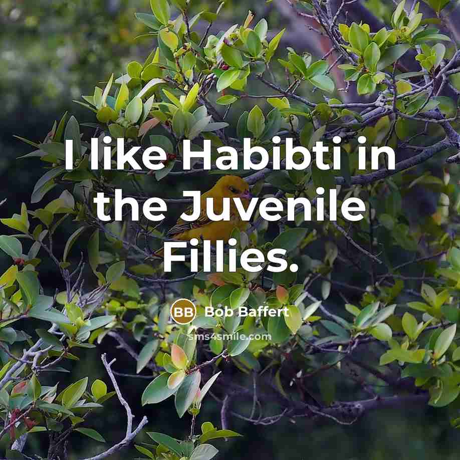 “I like Habibti in the Juvenile Fillies.…” quote by Bob Baffert