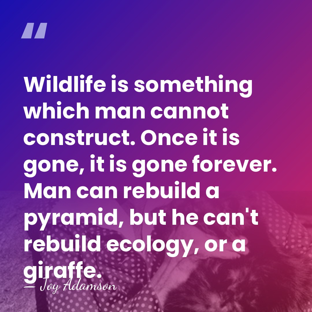 Wildlife is something which man cannot construct. Once it is gone, it&hellip; - Joy Adamson