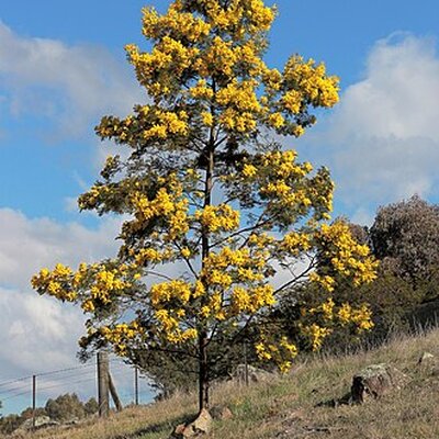 Portrait of Acacia